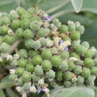 Solanum mauritianum Scop.